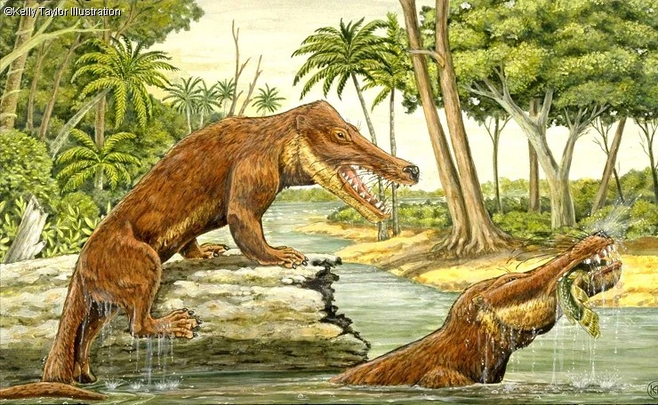 Ambulocetus.png